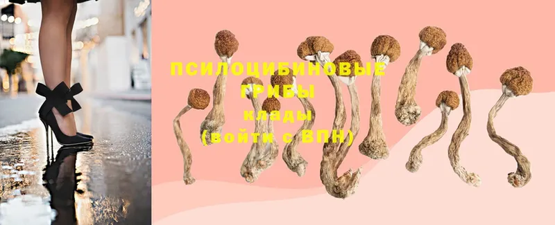 Галлюциногенные грибы Psilocybine cubensis  OMG ССЫЛКА  Княгинино 